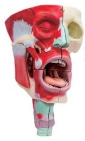 鼻、口、咽喉腔分解模型